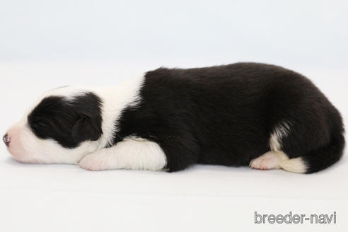 成約済の神奈川県のボーダーコリー-202269の6枚目